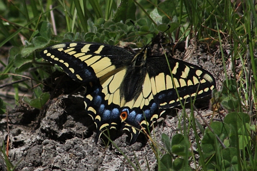 Anise Swallowtail