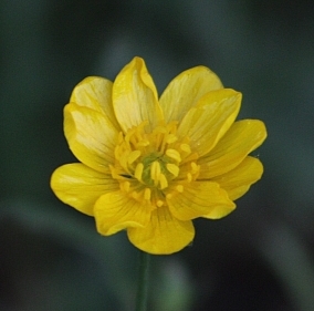 California Buttercup