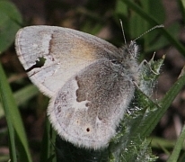 California Ringlet