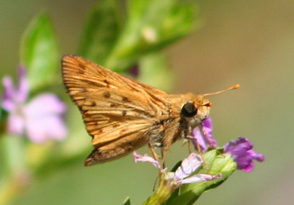 Fiery Skipper