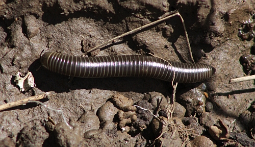 Millipede