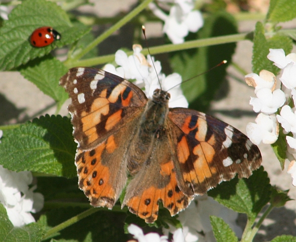 Painted Lady and Lady Beetle