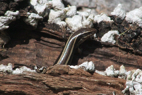 Western Skink