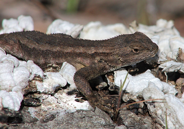 Western Fence Lizard