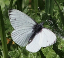 Margined White butterfly