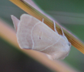 American Dun-bar Moth