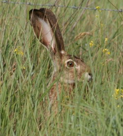 Black-tailed Jackrabbit