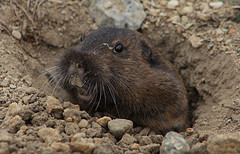 Bottas Pocket Gopher