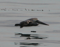 Brown Pelican