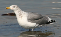 California Gull
