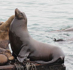 California Sea-lion