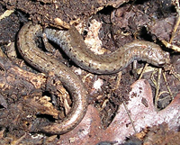 California Slender Salamander