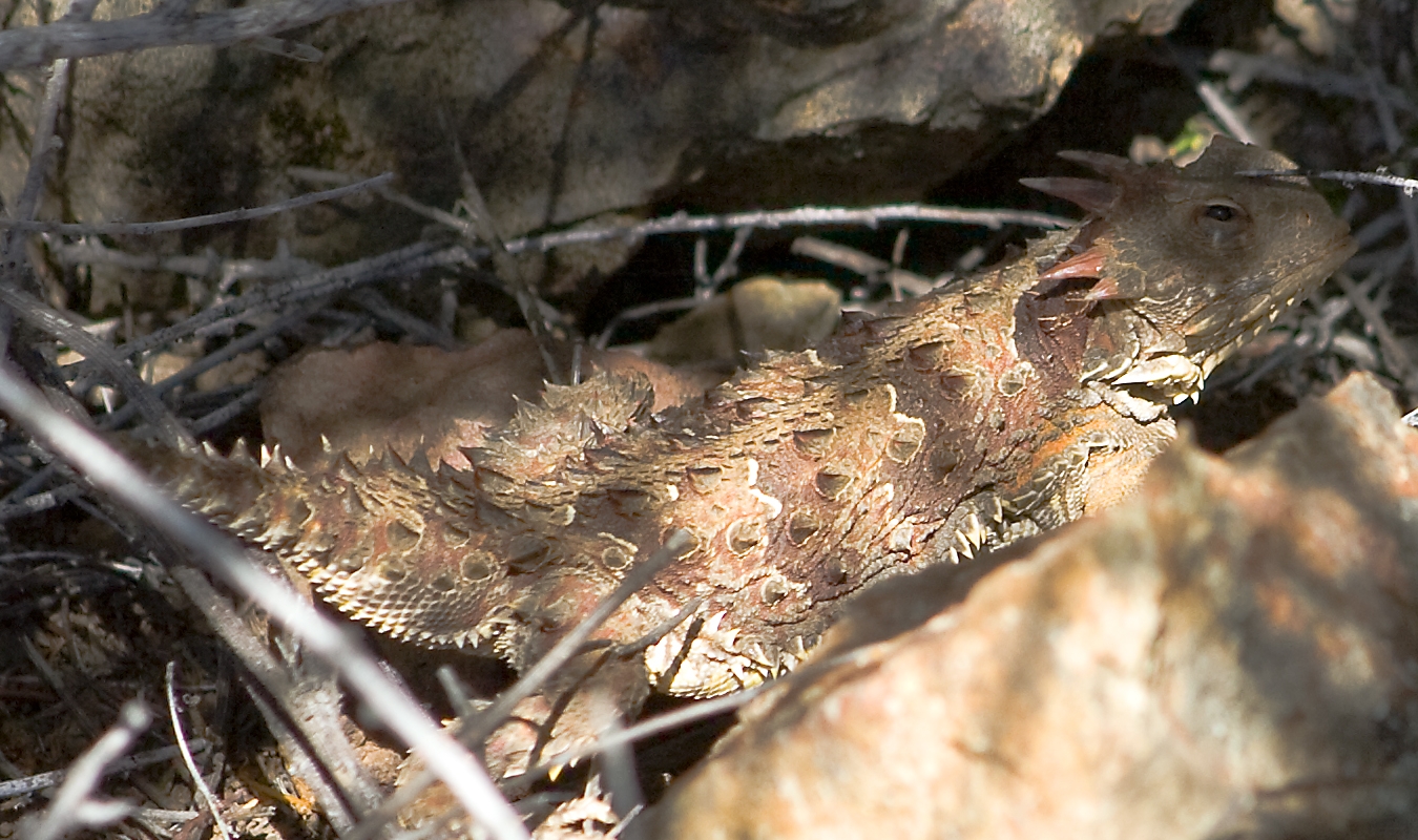 Blainville's Horned Lizard