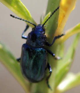 Cobalt Milkweed Beetle