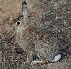 Desert Cottontail