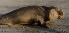 Northern Elephant Seal