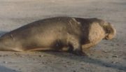 Elephant Seal