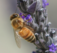 European Honey Bee
