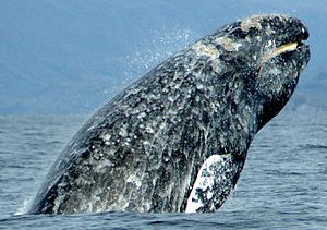 Gray Whale