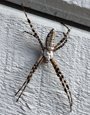 Banded Argiope