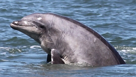 Bottlenose Dolphin