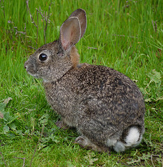 Brush Rabbit