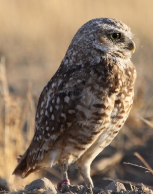 Burrowing Owl