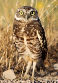 Burrowing Owl