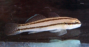 Fish of San Francisco Bay Area - Notes: sfbaywildlife.info