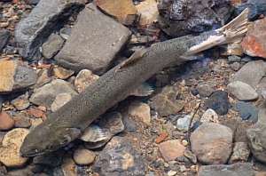 Tidewater Goby