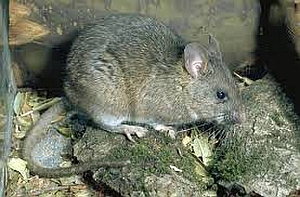 Dusky-footed Woodrat