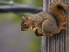 Fox Squirrel