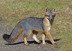 Gray Fox