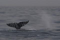 Gray Whale