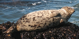 Harbor Seal