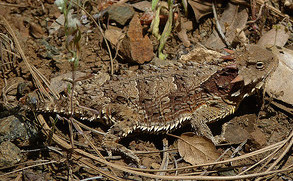 Blainville's Horned Lizard