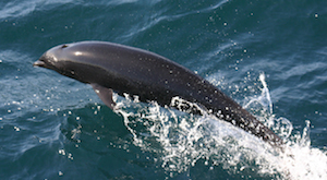 Northern Right Whale Dolphin