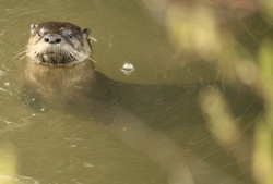 North American River Otter