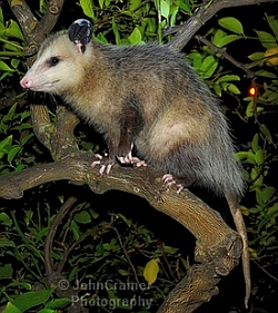 Virginia Opossum