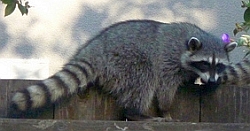 Northern Raccoon