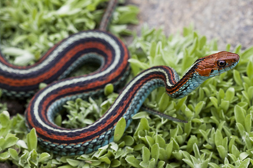 San Francisco Gartersnake