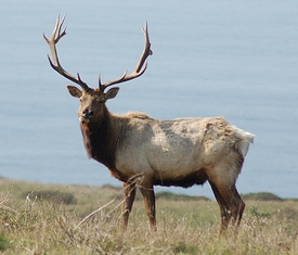 Tule Elk