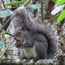 Western Gray Squirrel