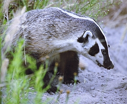 American Badger