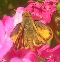 Fiery Skipper