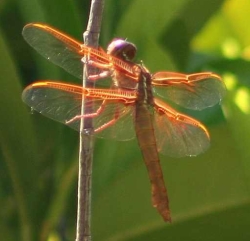 Flame Skimmer