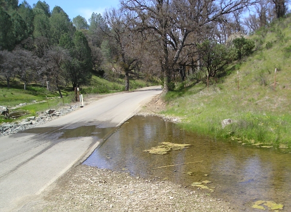 Stream with tadpoles along Mines Road