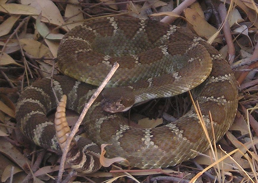 Western Rattlesnake