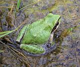 Pacific Tree Frog