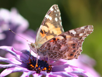 Painted Lady